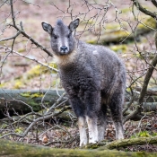 GORAL SEČUÁNSKÝ